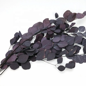 Wholesale <strong>Big</strong> Leave Preserved <strong>Eucalyptus</strong> Leaves Real Natural Preserved apple Leave for Flower Arrangement - Product Image 4