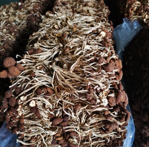 CHENGYITANG Champignons séchés Agrocybe <span class=keywords><strong>Aegerita</strong></span> & Cylindracea, champignons comestibles bruns cultivés naturellement, 1KG - Product Image 4