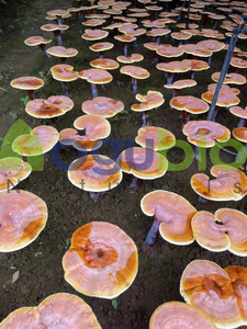 Tinh khiết tự nhiên Lingzhi <span class=keywords><strong>Ganoderma</strong></span> lucidum bào tử bột Reishi Bào tử nấm chiết xuất bột cho Cà Phê Trà - Product Image 3