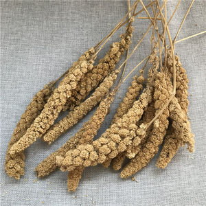 Gu Sui Bulk Nieuwe Oogst Gierst Geel Vogel Voedsel Geel Millets Icker Voor Vogels - Product Image 2