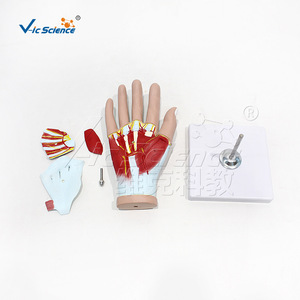 Modelo de Anatomía de Mano VIC-H015A, Modelo de Enseñanza Médica, Modelo de Enseñanza de Anatomía Humana - Product Image 2