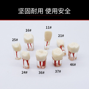 Modèles de dents en résine pour la pratique des examens dentaires, dents simulées avec canal radiculaire extrait, chambre pulpaire, équipements de nettoyage et de remplissage des dents - Product Image 5