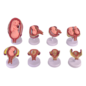 Modèle de développement fœtal pour la science médicale et l'anatomie humaine, ensemble de démonstration de gestation jumelle - Product Image 1