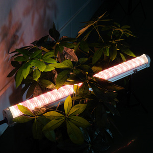 Novo Modelo Sob Canopy LED Crescer Barras Cob LM301H Alumínio IP66 Spectrum Color para Plant Bloom