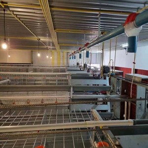 เครื่องทำความร้อนไฟฟ้าสำหรับสัตว์ปีกอุปกรณ์เลี้ยงสัตว์และสัตว์ปีก - Product Image 3