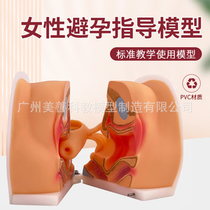 Modèle d'anatomie reproductive féminine : col de l'utérus, utérus, vagin, ovaires ; examen gynécologique ; modèle de reproduction à l'échelle 1:1 - Product Image 5