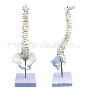 Modèle de colonne vertébrale humaine et de bassin de 45 cm : Pratique de la manipulation osseuse ; Neurologie de la colonne vertébrale et des disques intervertébraux - Product Image 2