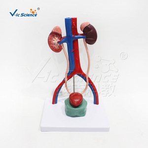Modèle d'organes urinaires magnifiés VIC-U013A, modèle pédagogique d'anatomie urinaire humaine - Product Image 5