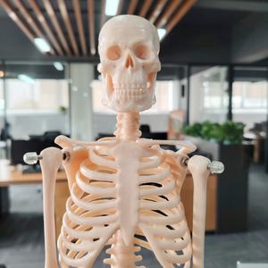 Darhhigh yüksek kalite Mini iskelet modeli 42cm insan vücudu iskelet modeli - Product Image 4