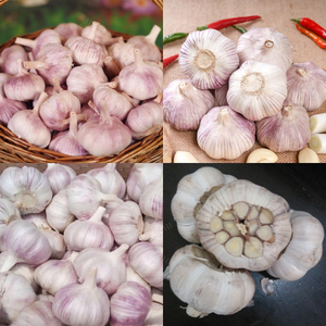 Machine électrique pour enlever les racines de l'ail, machine de traitement de l'ail - Product Image 6