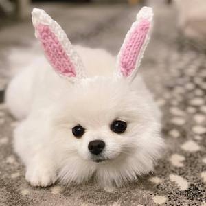 Gorro <span class=keywords><strong>de</strong></span> Diseño para Perro, Cálido <span class=keywords><strong>de</strong></span> Invierno, Acrílico, Disfraz Festivo para Perros Pequeños, Accesorios Modernos para Mascotas, Nueva Tendencia 2026, <span class=keywords><strong>Gorra</strong></span> <span class=keywords><strong>de</strong></span> Halloween para Cachorros - Product Image 6