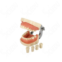 Pratique faux Nissin modèle dentaire matériel de dents modèles de formation de dents dentaires modèle dentaire Nissin