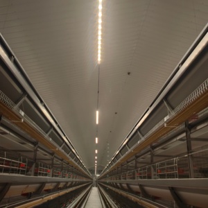 Jaula para Gallinas Ponedoras Tipo H de 4 Niveles Totalmente Automática - Product Image 2