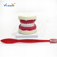 Modelo Dental de 32 Dientes con Aumento 5X, Apertura Bucal Ajustable y Cepillo para Prácticas de Limpieza Dental, CE ISO ROHS CNAS