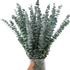 Tiges d'eucalyptus séchées 100% vraies Eucalyptus fabriquées à partir de feuilles fraîches Eucalyptus artificiel décoration de <span class=keywords><strong>mariage</strong></span> plante - Product Image 3