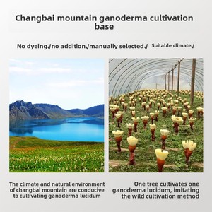 Cogumelo <span class=keywords><strong>Reishi</strong></span> Vermelho Inteiro da Montanha Changbai. Ganoderma Lucidum Seco, Direto da Fábrica, OEM Disponível para Marcas de Ervas - Product Image 5