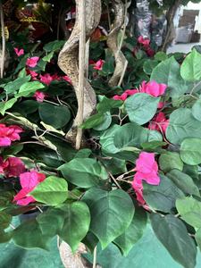A-LIFE Arbre artificiel <span class=keywords><strong>de</strong></span> bougainvillier <span class=keywords><strong>de</strong></span> 122 cm, <span class=keywords><strong>de</strong></span> haute qualité, écologique, durable, rouge, ornement <span class=keywords><strong>de</strong></span> <span class=keywords><strong>jardin</strong></span> d'extérieur, vente directe - Product Image 4