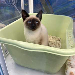 Kleine offene Katzentoiletten im Großhandel - Product Image 6