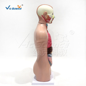 Modèle de torse intersexuel de 42 cm, anatomie des organes internes humains, modèle pédagogique médical scolaire (vente en gros) - Product Image 3