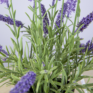 Petit Pot de Fleur Artificielle Lavande Faux Plantes en Pot Décoratif Faux Fleurs de Lavande Fleur Artificielle - Product Image 3