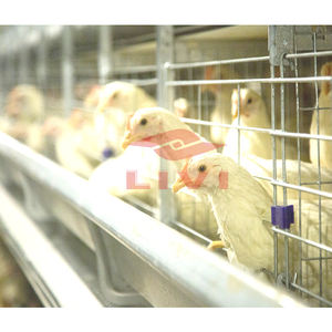 Suibian — <span class=keywords><strong>cage</strong></span> de volaille à raboteuse Semi-automatique, équipement pour élevage de volaille, vente de volaille, 5000 / 10000 - Product Image 6