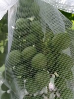 HDPE Monofilament beschermende anti-vogel dadelpalm plastic gaasnet zak voor boombescherming dadelpalm beschermzak netzakken voor dadels