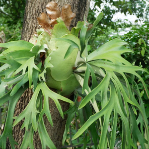 เฟิร์นสตาห์ฮอร์นพรีเมียม: ผู้จัดจำหน่ายต้นไม้ประดับติดผนังพันธุ์แพลติเซเรียม บิฟูร์คาตัม นำเข้าจากต่างประเทศ - Product Image 1