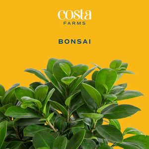 Kit <span class=keywords><strong>per</strong></span> Bonsai |   Kit Fai-da-Te <span class=keywords><strong>per</strong></span> Coltivazione Bonsai, Attrezzi <span class=keywords><strong>per</strong></span> Piante, Miscela di <span class=keywords><strong>Terriccio</strong></span>, <span class=keywords><strong>Vaso</strong></span> <span class=keywords><strong>per</strong></span> Piante, <span class=keywords><strong>per</strong></span> Hobby Artistici, Giardinaggio, Compleanno - Product Image 2