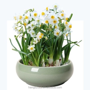 Planta Hidropónica de Hierba del Dinero de Cobre, Planta Hidropónica de Hierba del Dinero Dorada para Interiores, en Maceta, para Mesa de Salón, Fácil de Cultivar - Product Image 2