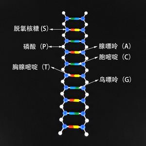 Modelo de estructura de doble hélice del ADN, material genético y variación, instrumentos de enseñanza de biología para secundaria y experimentos. - Product Image 2