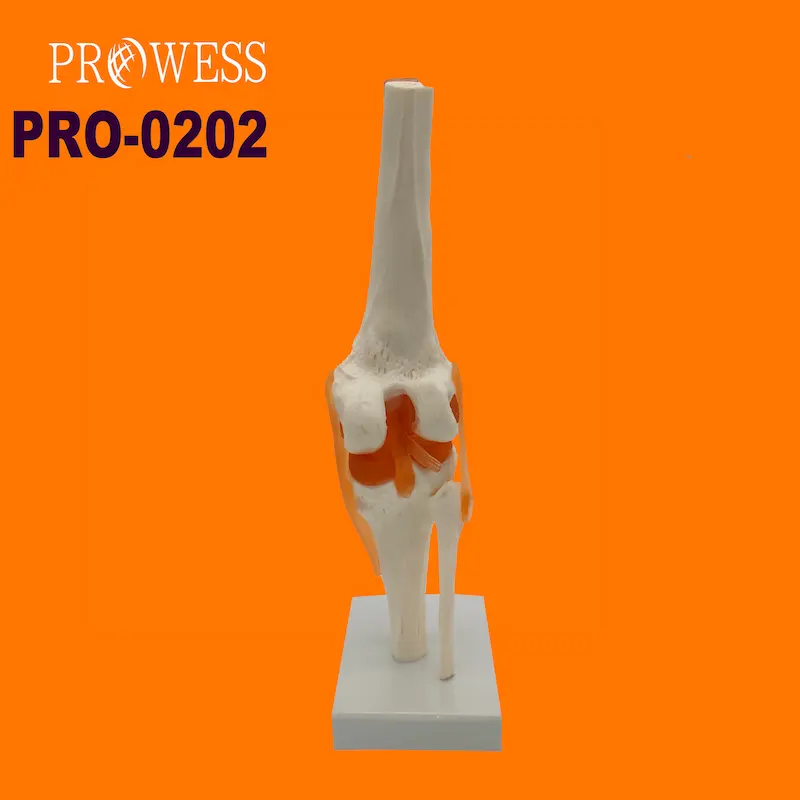 Articulación de rodilla PRO-0202 con ligamento, modelo de medicina anatómica para enseñanza médica