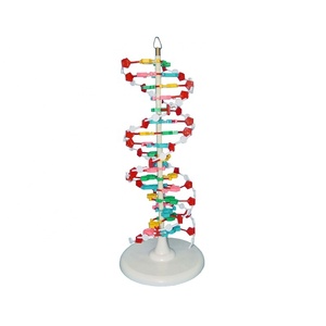 Biology <strong>Model</strong> <strong>DNA</strong> Structure - Product Image 1
