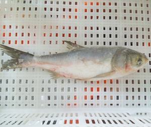 China Frozen Aziatische Verse Vis Karper Vis - Product Image 2