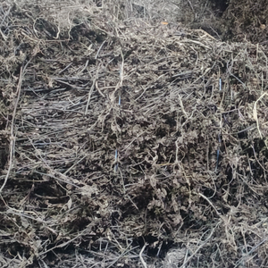 ผู้จำหน่ายใบเยลลี่หญ้าดำจากเวียดนามคุณภาพสูงราคาดีที่สุดสำหรับผู้ซื้อทั่วโลก - Product Image 1