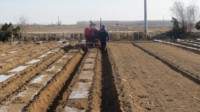 Nouvelle Semoir à pommes de terre en acier à 2 rangs HONGZHU Shandong de haute qualité, machine de semis fiable pour usage agricole, garantie 1 an, haute performance