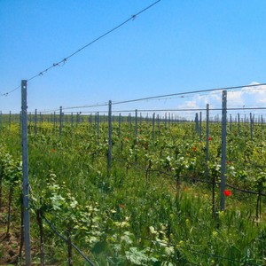 Poteau de vigne en acier galvanisé de 2,0 à 2,8 m de hauteur, treillis métallique pour vignoble - Product Image 2