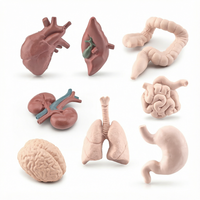 Modèles de simulation d'organes humains : cerveau, cœur, estomac, poumons, foie et reins