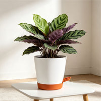 Pot de fleurs auto-arrosant en plastique PP moderne et durable avec trous de drainage, capacité de 5,71 L, design minimaliste pour une utilisation en intérieur/extérieur