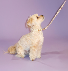 Groothandel TITANCORE Reflecterende Gepersonaliseerde Print Trainingshalsband, -riem en -tuigset voor honden & katten - Product Image 5