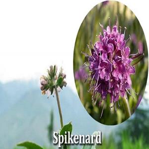 Aceite Esencial de Spikenard 100% Puro (10 ml) Destilado al Vapor, Origen Nepal, AARNAV GLOBAL EXPORTS, Logotipo Personalizado Disponible, Venta al Por Mayor - Product Image 3