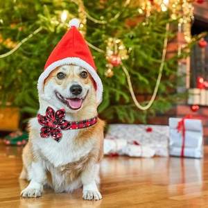 HIPHOPPET, venta al por mayor, <span class=keywords><strong>Collar</strong></span> navideño para mascotas, copo de nieve, pajarita, patrón Floral, collares de hebilla separables ajustables para perros y gatos - Product Image 1