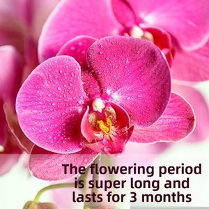 Pousses d'orchidées <span class=keywords><strong>Phalaenopsis</strong></span> et <span class=keywords><strong>Dendrobium</strong></span> en pot – Fleurs vertes purifiantes pour salons et intérieurs – Entretien facile - Product Image 4