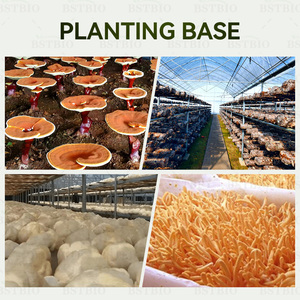 BSTBIO 버섯 보충제 Reishi 분말 껍질 깨진 <span class=keywords><strong>Ganoderma</strong></span> <span class=keywords><strong>Lucidum</strong></span> 포자 분말 - Product Image 4