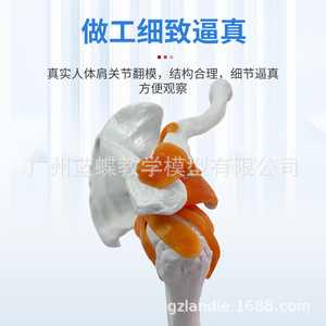 Modelo funcional de articulación del hombro, modelo de esqueleto humano, modelo de ligamentos de la articulación del hombro, modelo esquelético - Product Image 3
