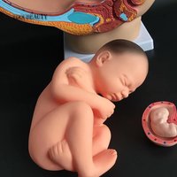 Modèle de fœtus à terme et modèle d'embryon utérin Grossesse féminine Pelvis Outil d'enseignement de l'anatomie intelligente pour les sciences médicales