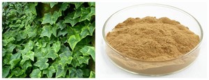 Suministro de extracto de hoja de <span class=keywords><strong>hiedra</strong></span> natural, jarabe para la <span class=keywords><strong>tos</strong></span> Soluble en agua, Extracto de planta de hierbas de hoja de <span class=keywords><strong>hiedra</strong></span> 100% - Product Image 6