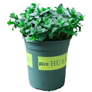 Plante en pot citron-menthe, semis <span class=keywords><strong>de</strong></span> <span class=keywords><strong>romarin</strong></span> et menthe comestibles, herbes anti-moustiques et purifiantes <span class=keywords><strong>de</strong></span> l'air, fleurs hydroponiques faciles à cultiver - Product Image 5