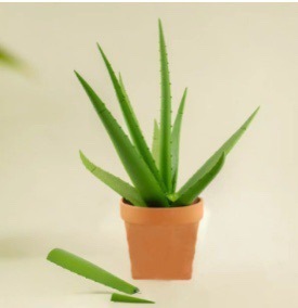 3D Printed Artificial Aloe Vera Pot <b>Pen</b> <b>Refill</b> Barbados Aloe - Product Image 6