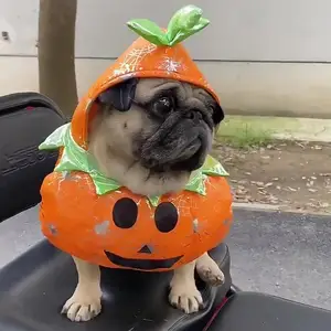 Pet Transformação Traje-Dog Teddy Pumpkin Stand Traje para Halloween - Cat Vertical Disfarce Engraçado e Hilariante