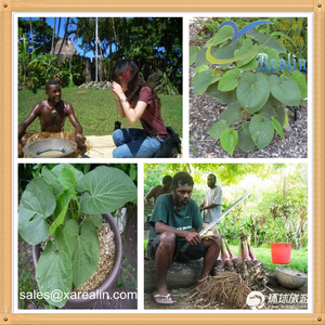 Fabrik Bulk Supply Kava Extrakt Kava lacton Kava Extrakt Pulver 100 gr/beutel - Product Image 4